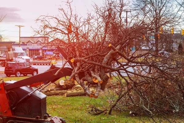 The Benefits of Tree Cutting for Yard Safety and Accessibility in Ferndale, WA The Benefits of Tree Cutting for Yard Safety and Accessibility in Ferndale, WA