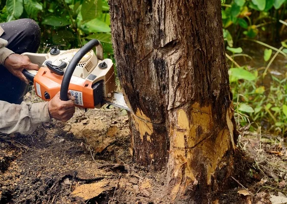 Reliable Tree Cutting Service in Ferndale, WA