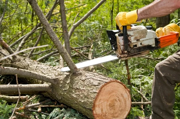 Professional Tree Cutting Service in Ferndale, WA