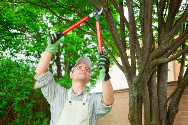 Professional Tree Pruning in Ferndale, WA