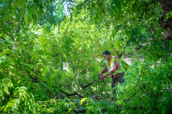 Why Regular Tree Pruning Is Crucial for Safety and Stability in Ferndale, WA Why Regular Tree Pruning Is Crucial for Safety and Stability in Ferndale, WA