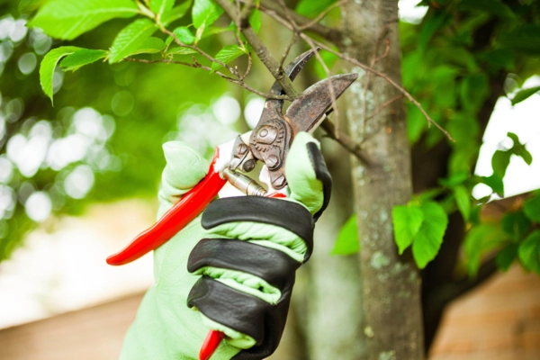 Why Regular Tree Pruning Is Crucial for Safety and Stability in Ferndale, WA Why Regular Tree Pruning Is Crucial for Safety and Stability in Ferndale, WA